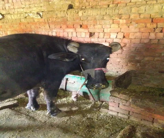 Sell krni hai