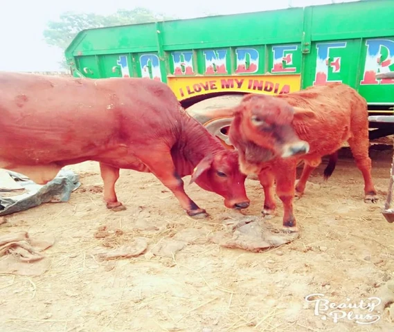 साहीवाल गाय