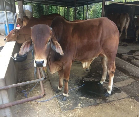 Sahiwal bull calf 