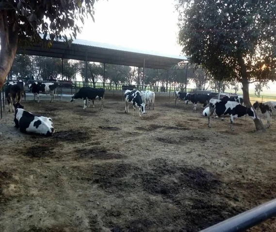 Cows and hiefers for sale