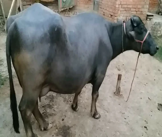 2 Buffalo Sale in Lucknow ( U.P).