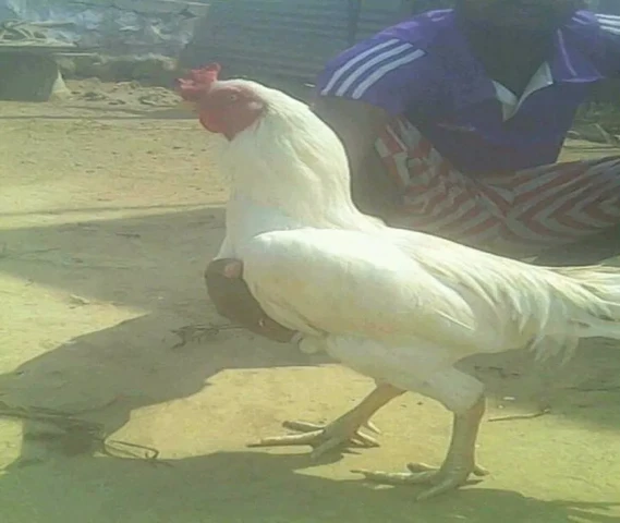 White bedu