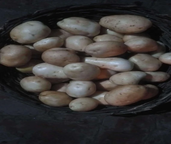 Organic Potato