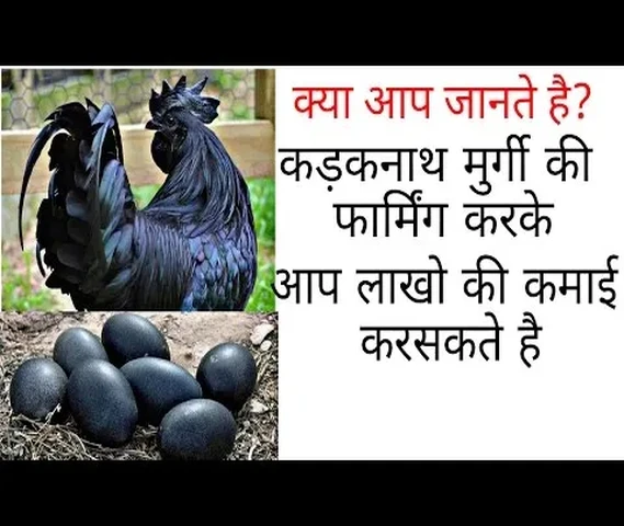 Kadaknaath newborn 1 day old chik.