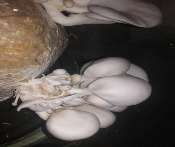 Oyster Mushroom