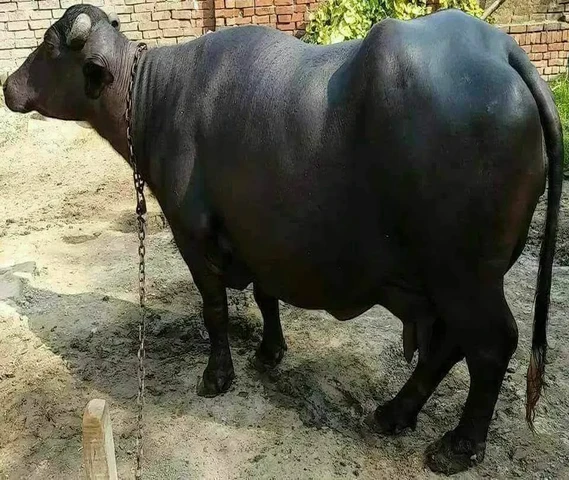 Karnal dairy farming