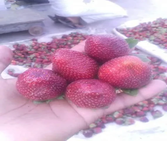 Strawberry ki jankari