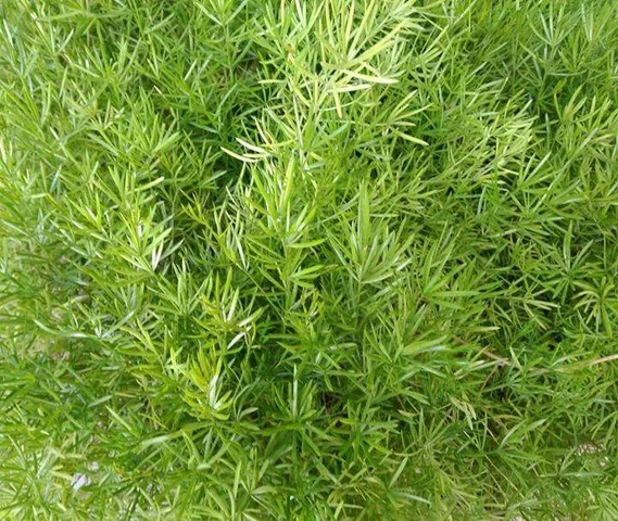 Good & Healthy plants 