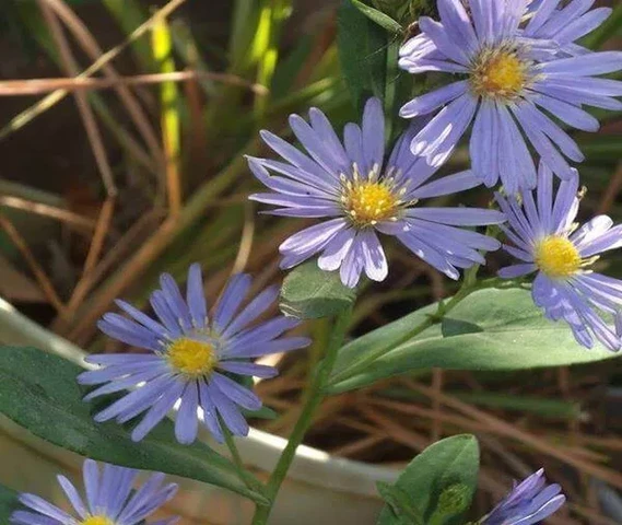 Beautiful purple flowers routed plants 