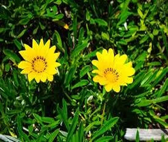 Good & Healthy bare routed plants 