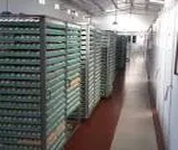 Karamsar Poultry