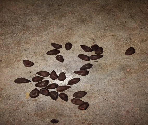 Hybride cotton seed