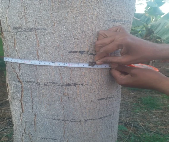 Malbar Neem