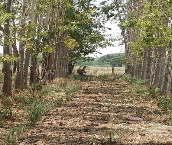 Eucalyptus