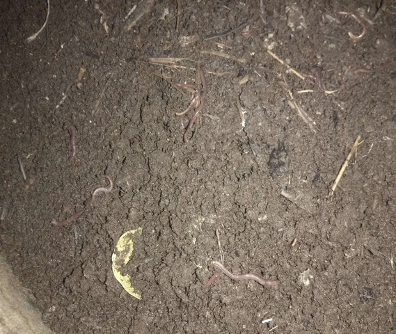Varmi compost