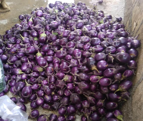 organic Brinjal