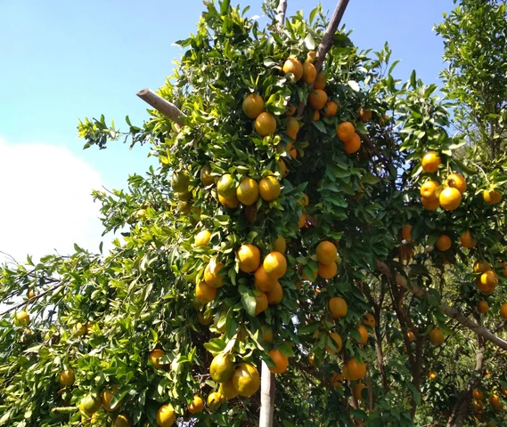 Nagpur Orange
