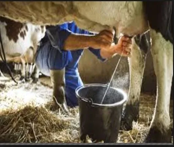 milk
