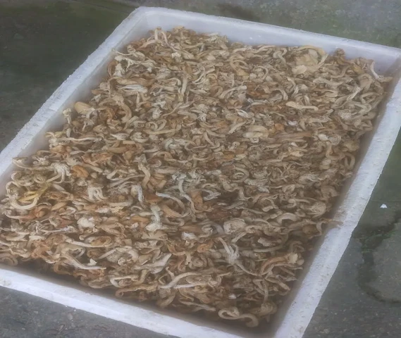 Mushroom Dri