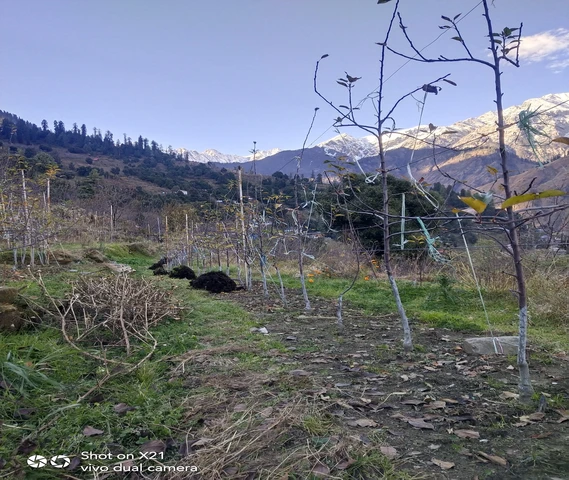 organic apple