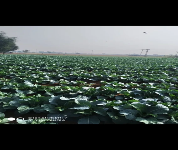 Agriculture