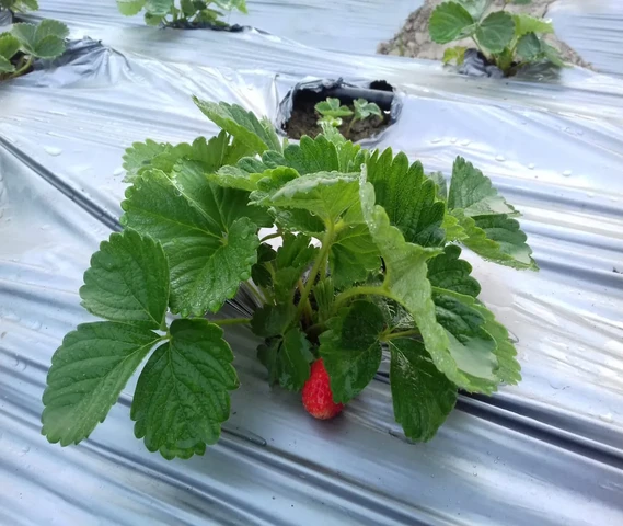 Strawberry