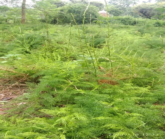 सतवारी