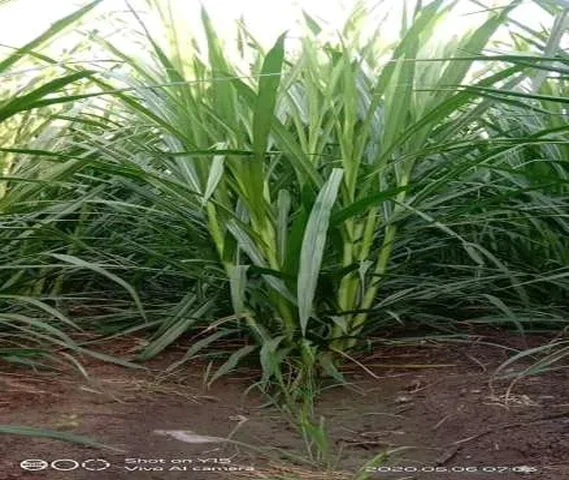 Cow grass
