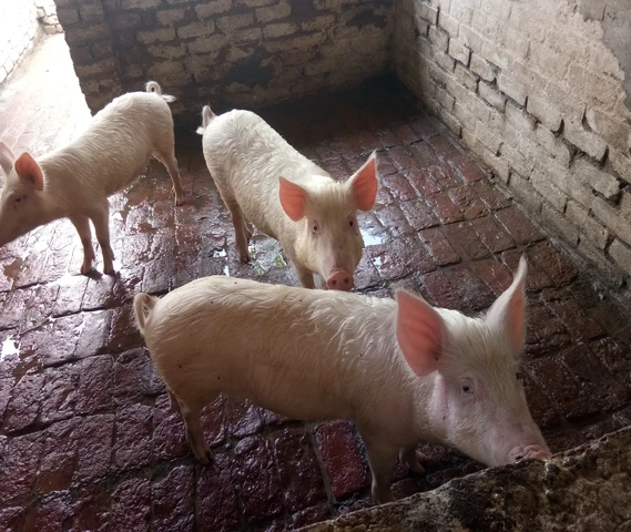 Pigs