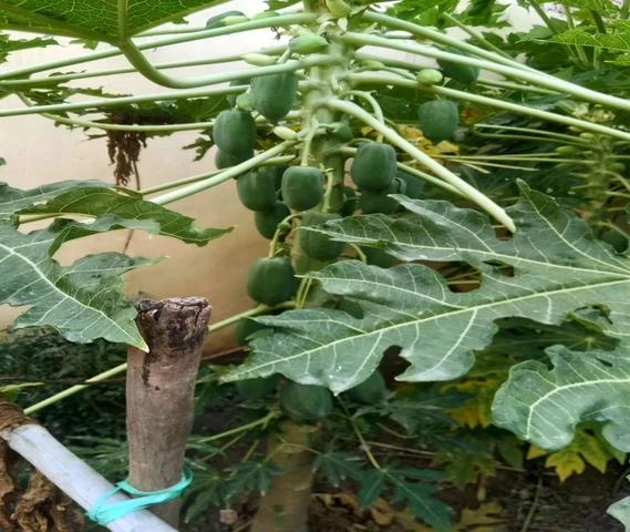 Papaya