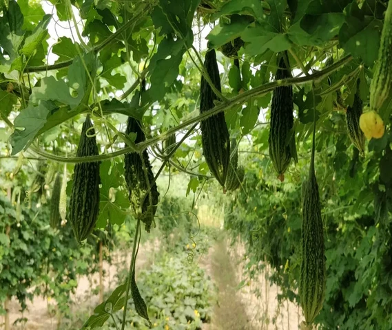 Bitter gourd