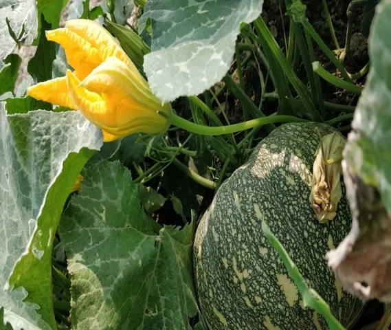 Pumpkin