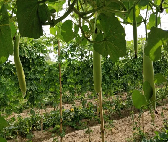 Bottle gourd