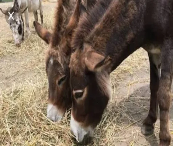Donky milk