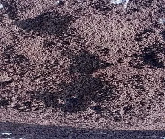 VERMICOMPOST(केचुआ खाद)