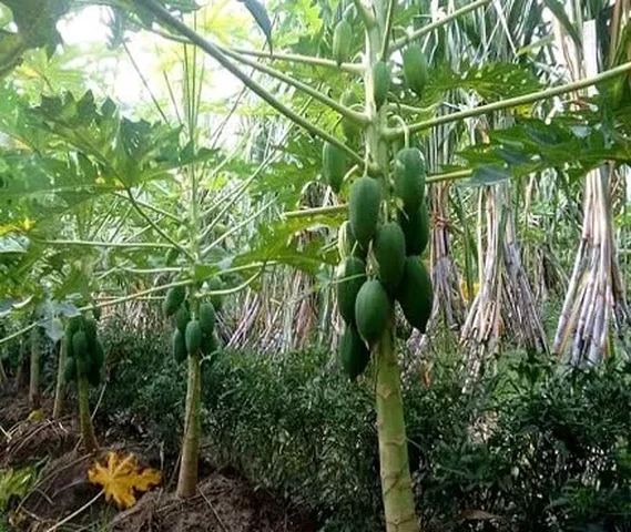 Papaya