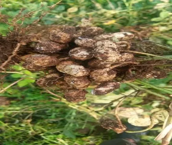 Groundnut