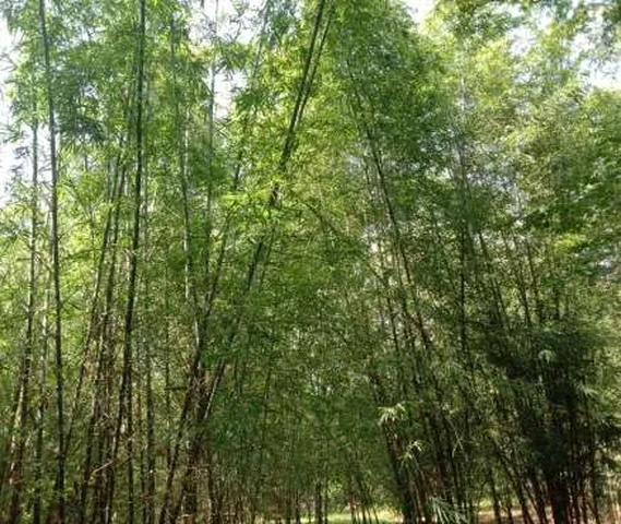 Bamboo