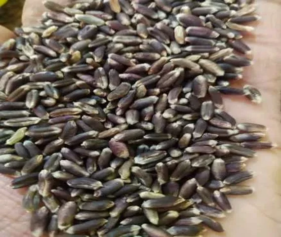 काला गेहूं