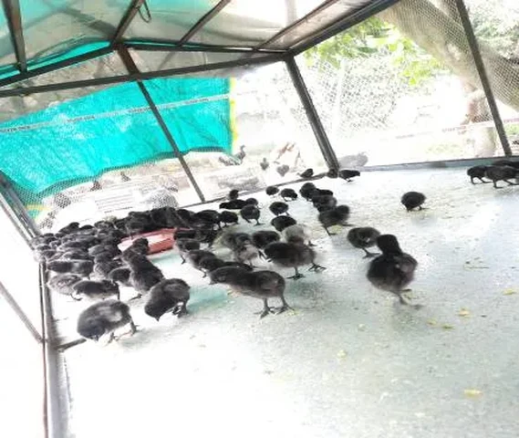 kadaknath Chicks 