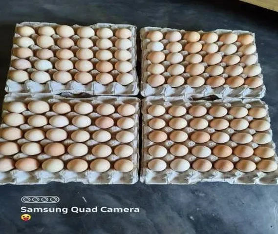 kadaknath Eggs 