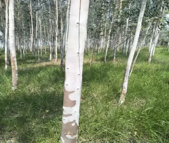 eucalyptus ballisized tree