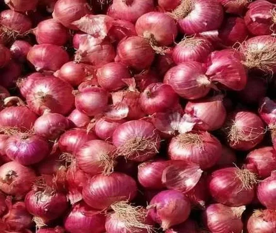 Onion