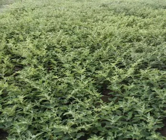 Ashwagandha seeds, अश्वगंधा बीज