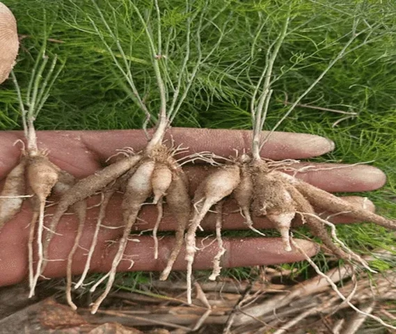 Shatavari plant