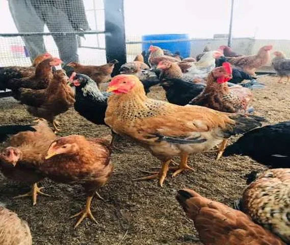 COUNTRY CHICKEN (DESI MURGA)