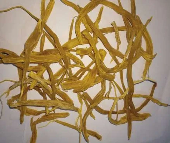 Satawari roots