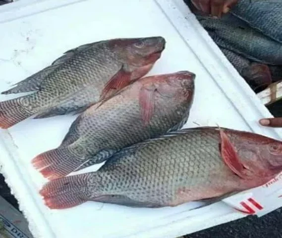 Tilapia