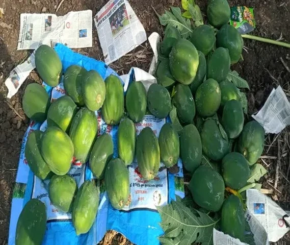 Papita