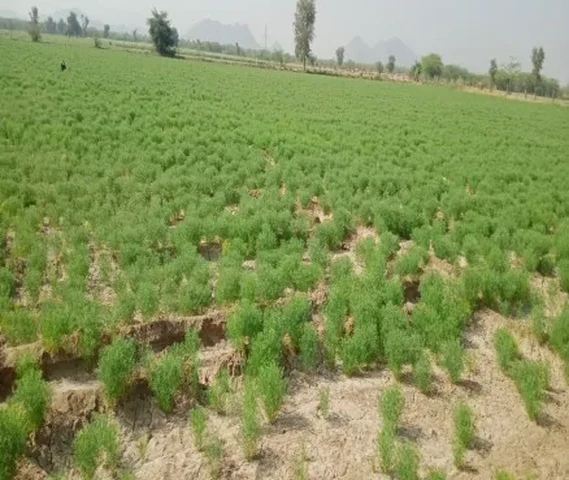 Jeera